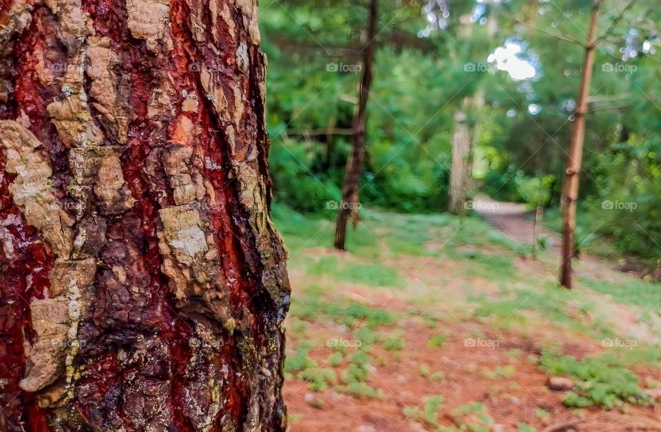 tree trunk with trees in the background