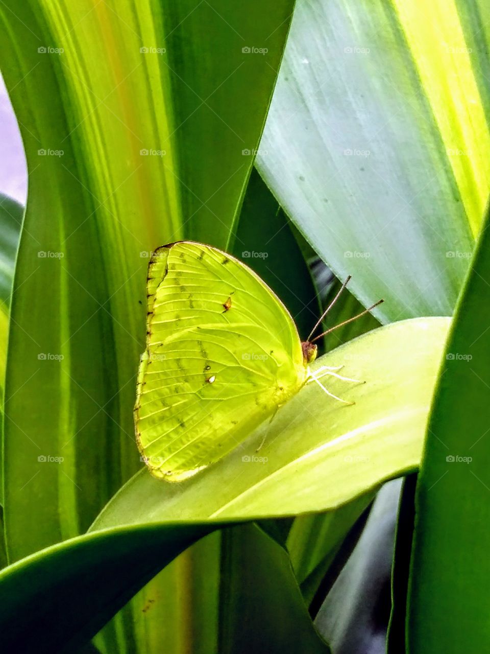 butterfly on the tree