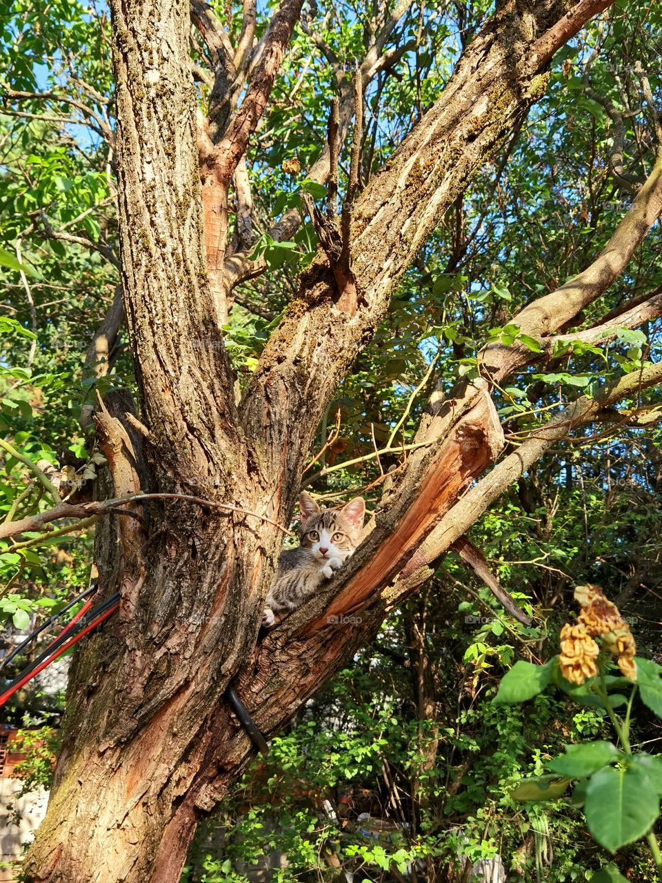Kitty loves climbing up on tree