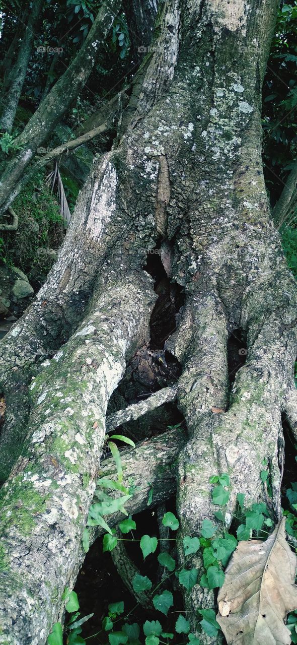 Dead tree roots but still look strong or not fragile