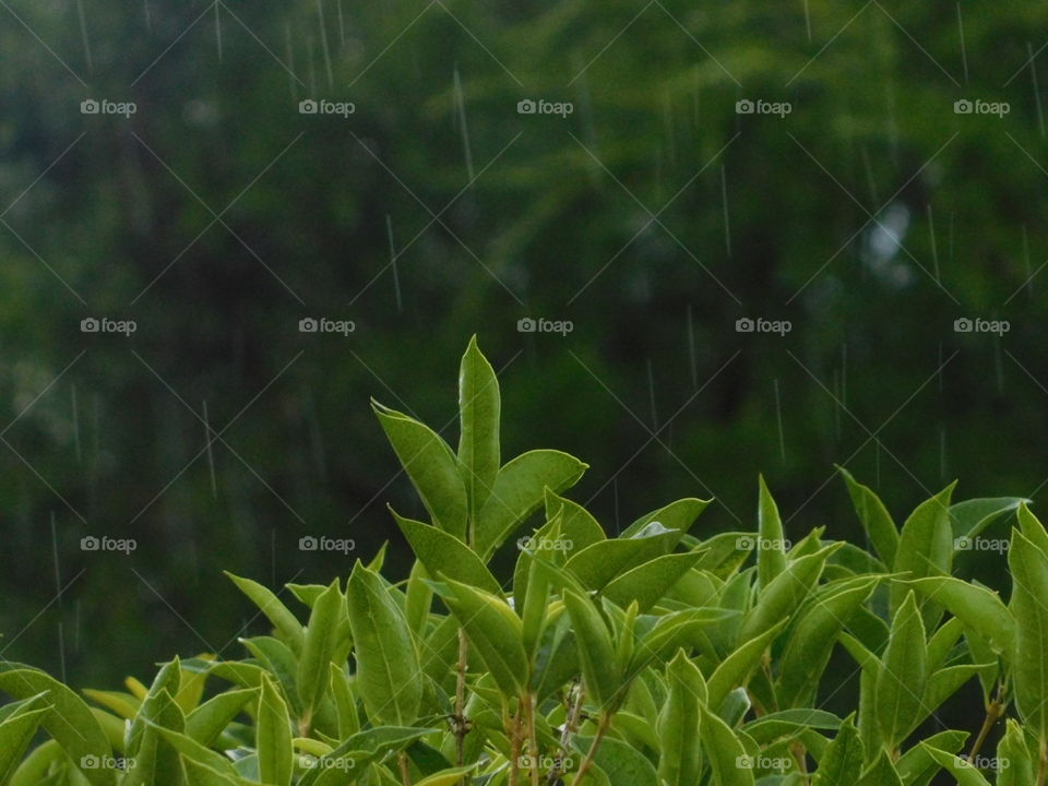 Green bush with rain in background