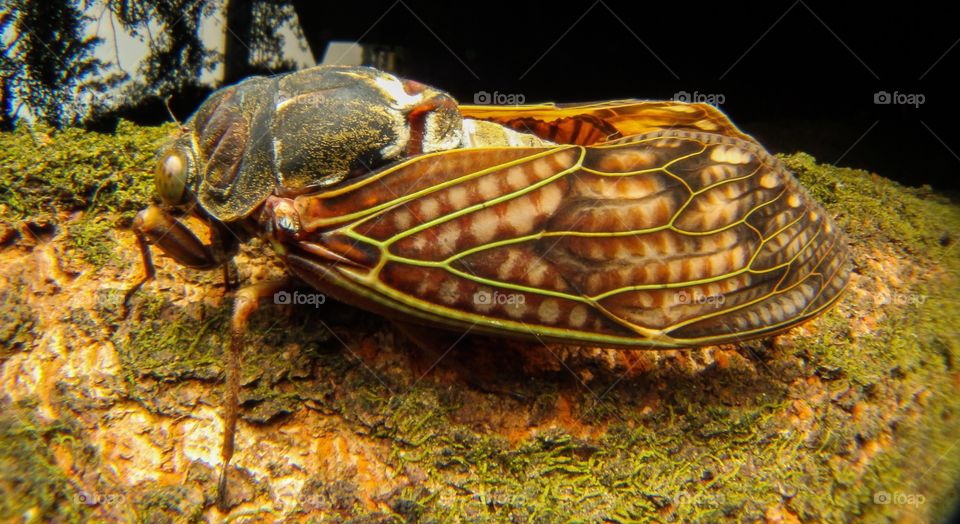 Cicada in Japan 