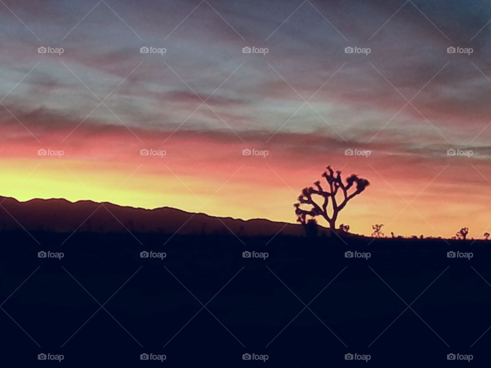 Desert sunset with Joshua tree