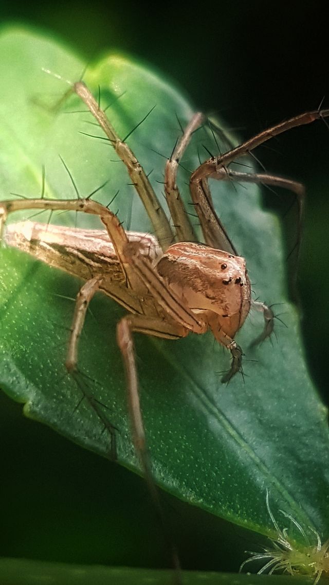 spider insect