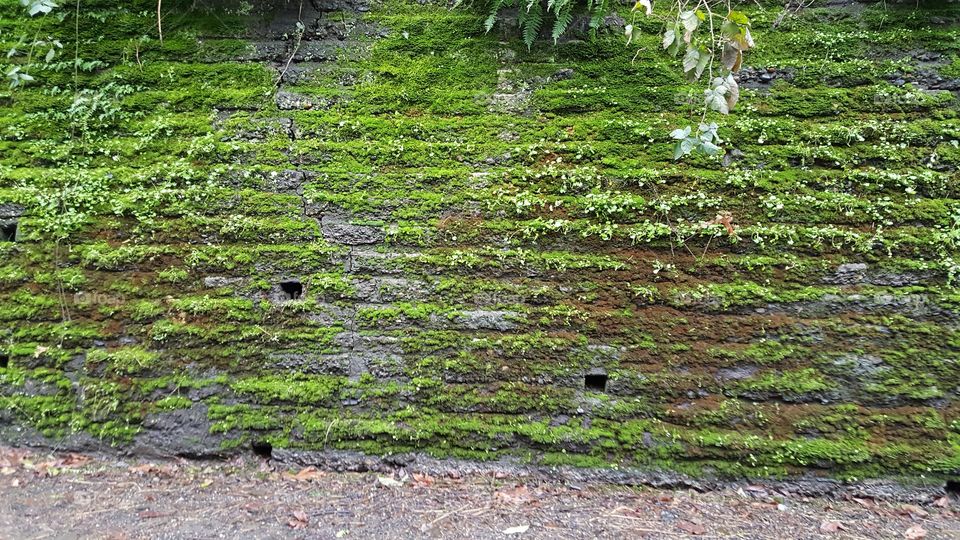 mossy wall