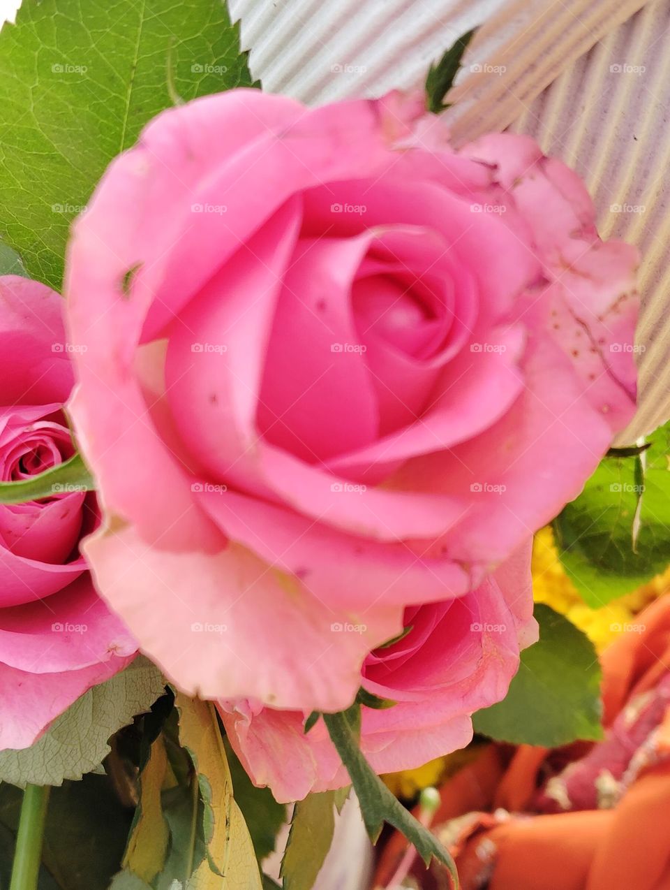 rose pink flower seasonal fresh shurb small size looks very nice and very beautiful