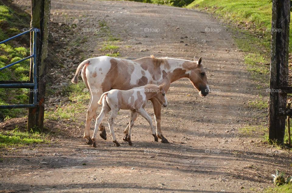 Mare and foal