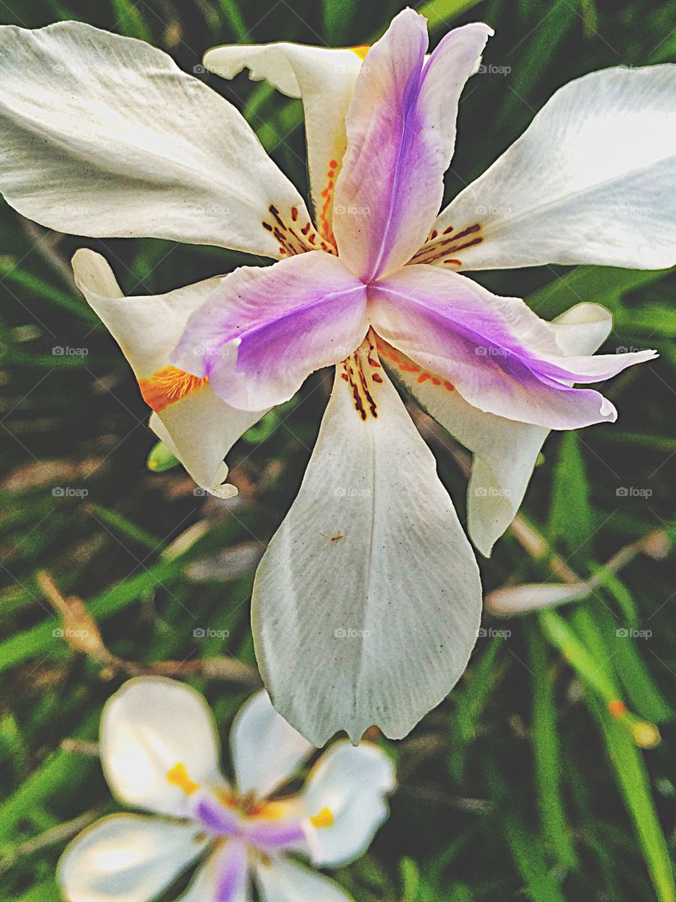 High angle view of white flower