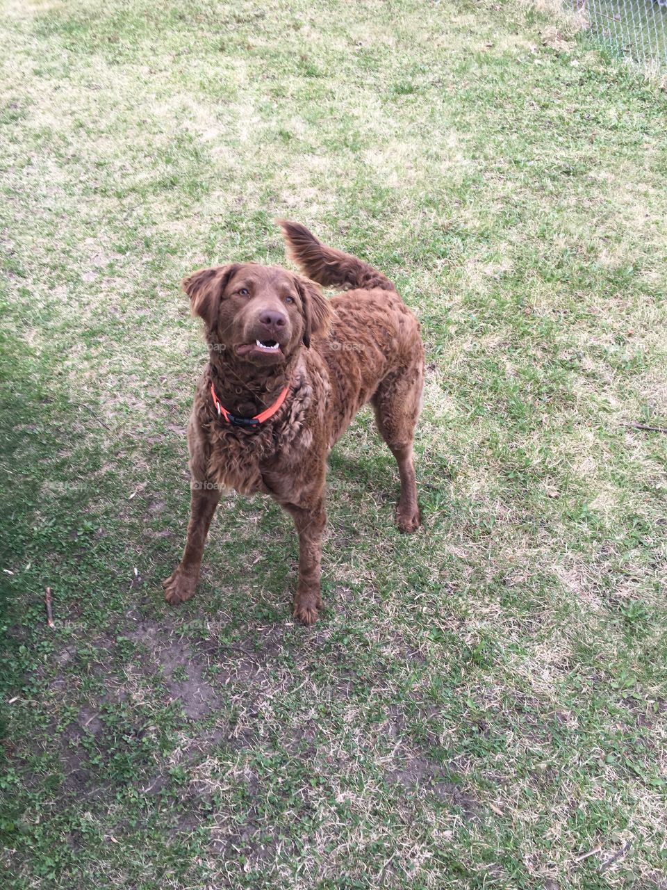 Chesapeake Bay Retriever 