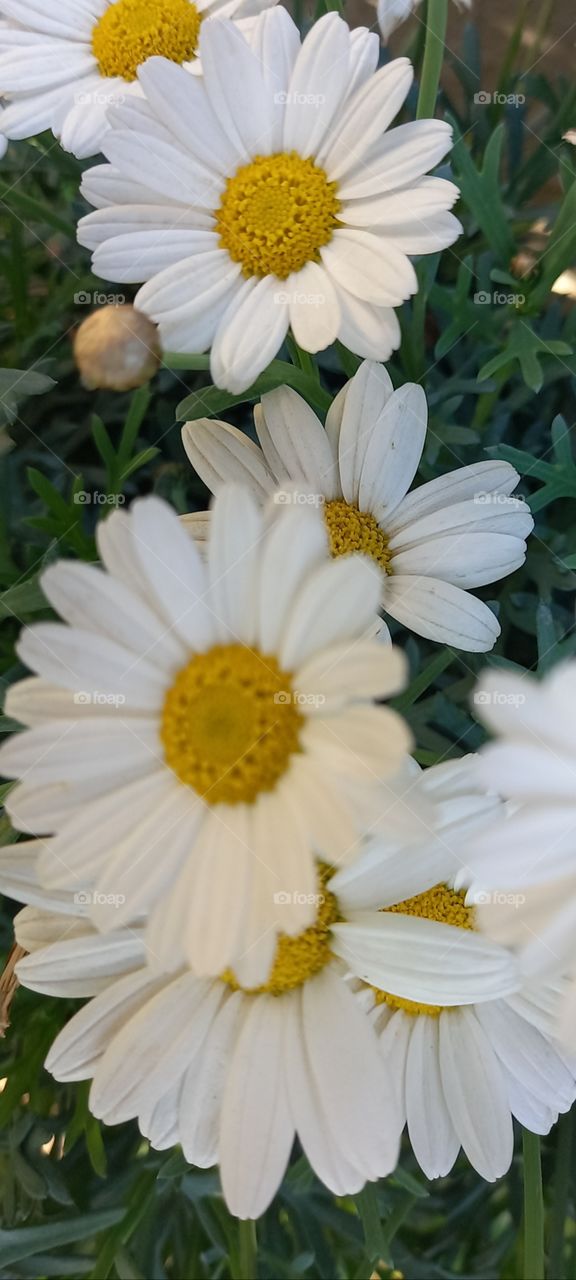 daisies