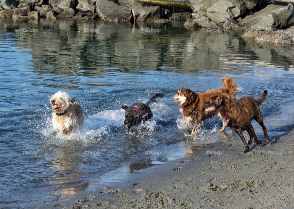 Beach dogs at play