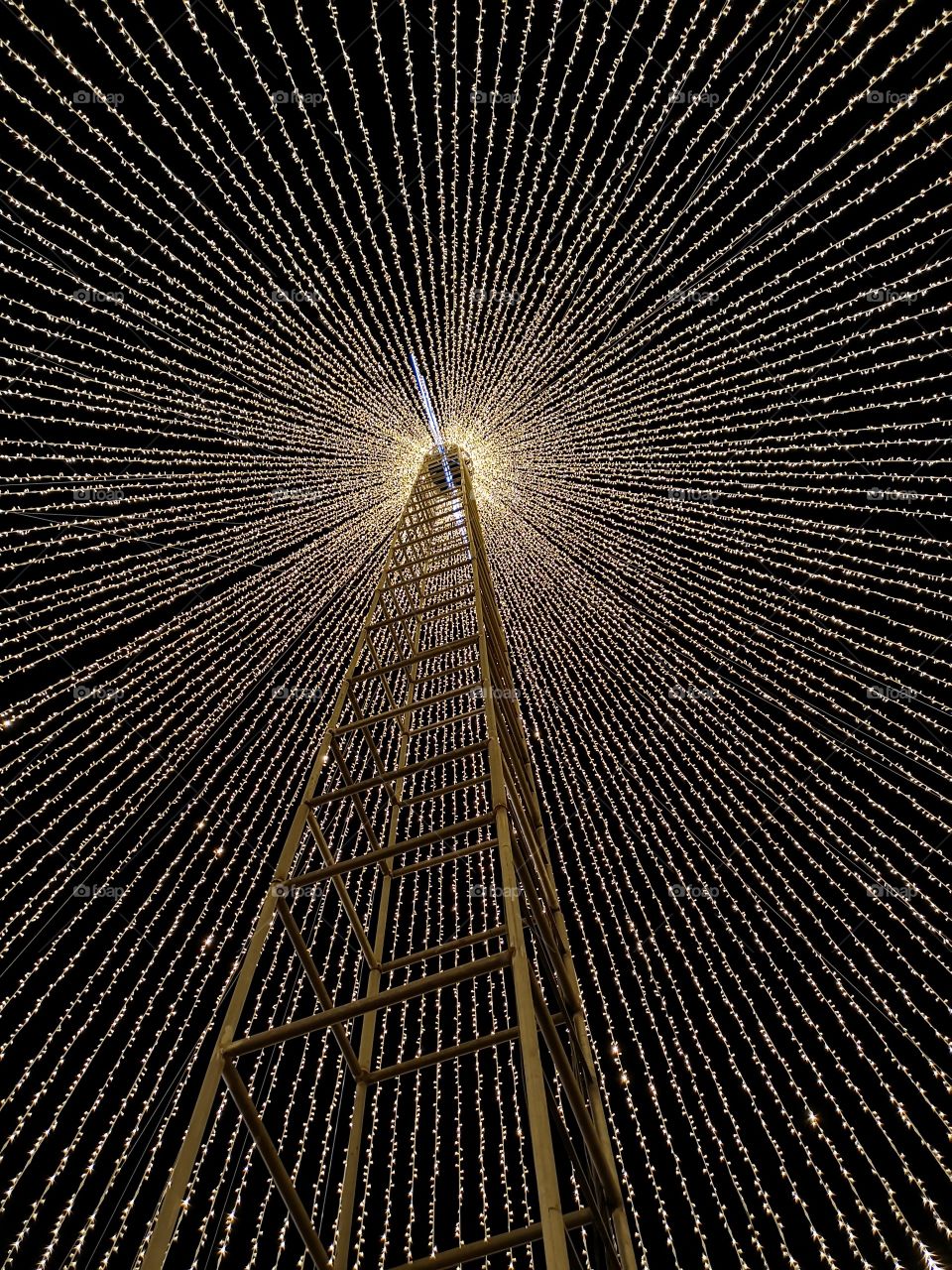 Christmas tree
Oporto