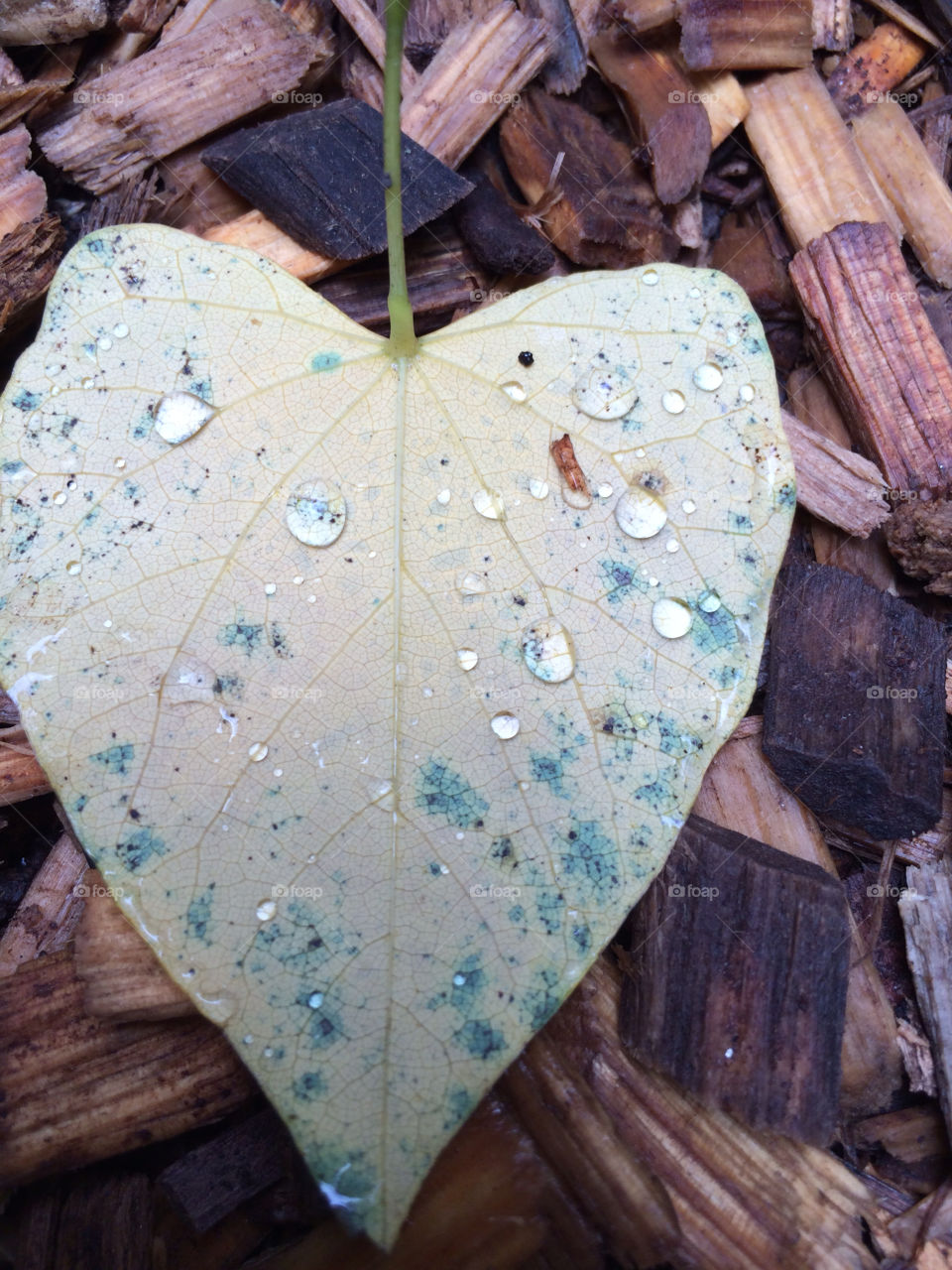 Rain drops. Rain drops on heart shape leaf