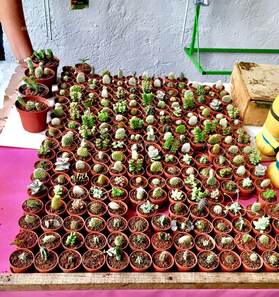 Mini cacti 