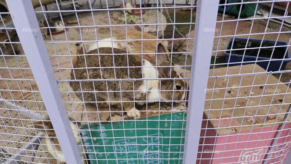 a white rabbit in cage
