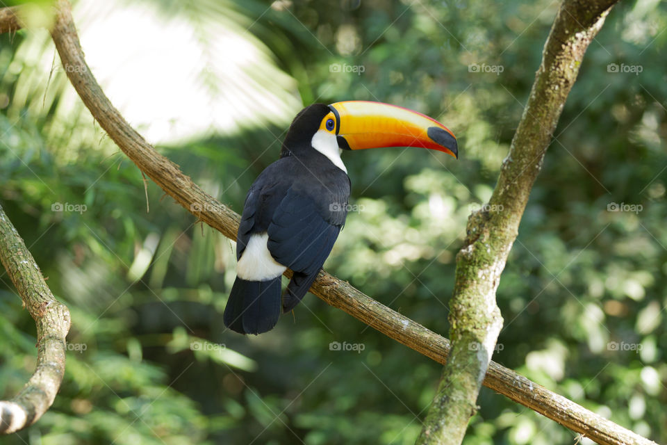 Toco Toucan.