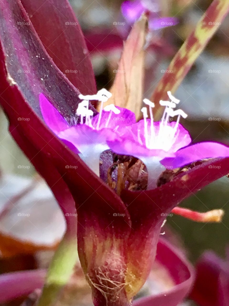 Rare Double Bloom- Wandering Jew