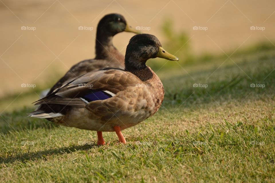 It's so relaxing watching the ducks by the river. 
