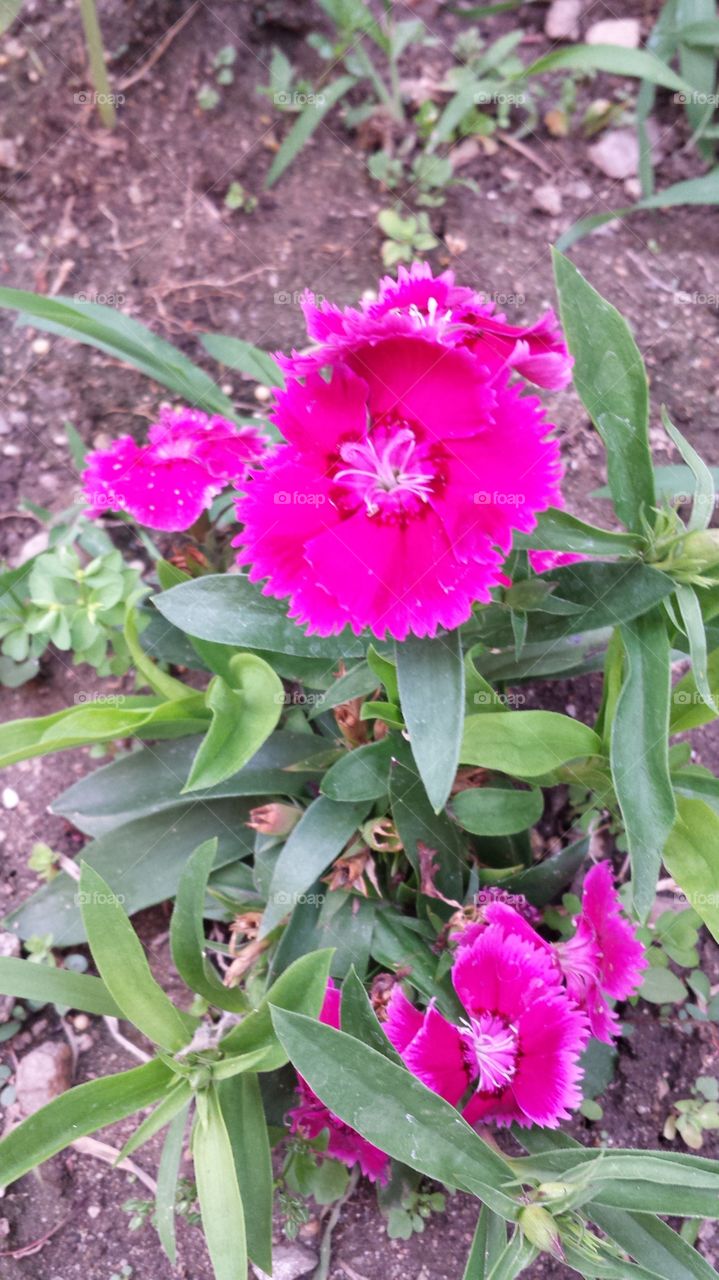 Flower, Nature, Flora, Leaf, Floral