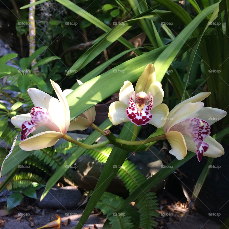 Blooming orchids 