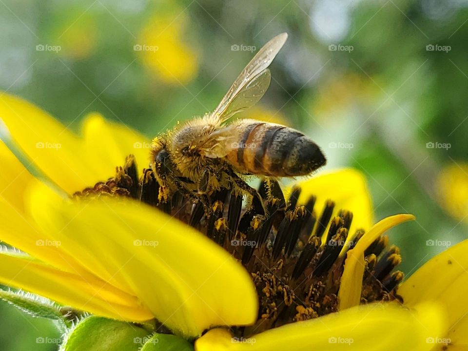 Closeup of a western honeybee pollinating a wild North American sunflower.