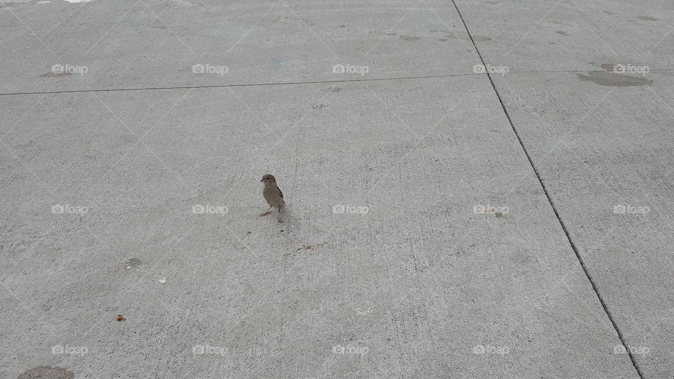 little bird paying us a visit