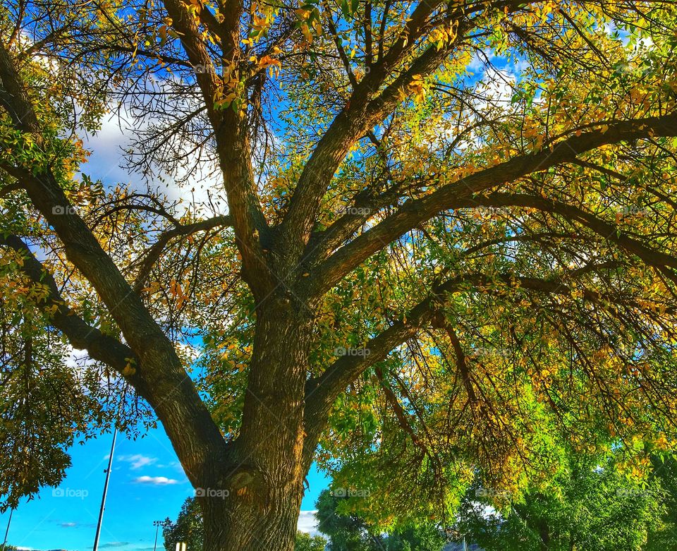 Beautiful tall tree! 