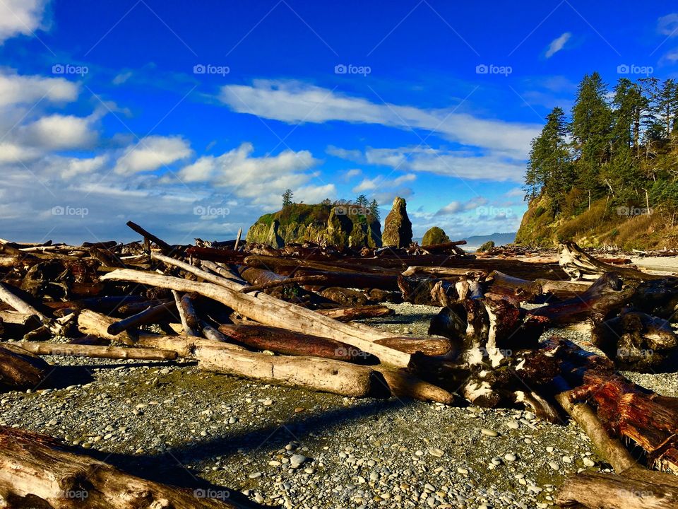 Driftwood at Ruby Beach