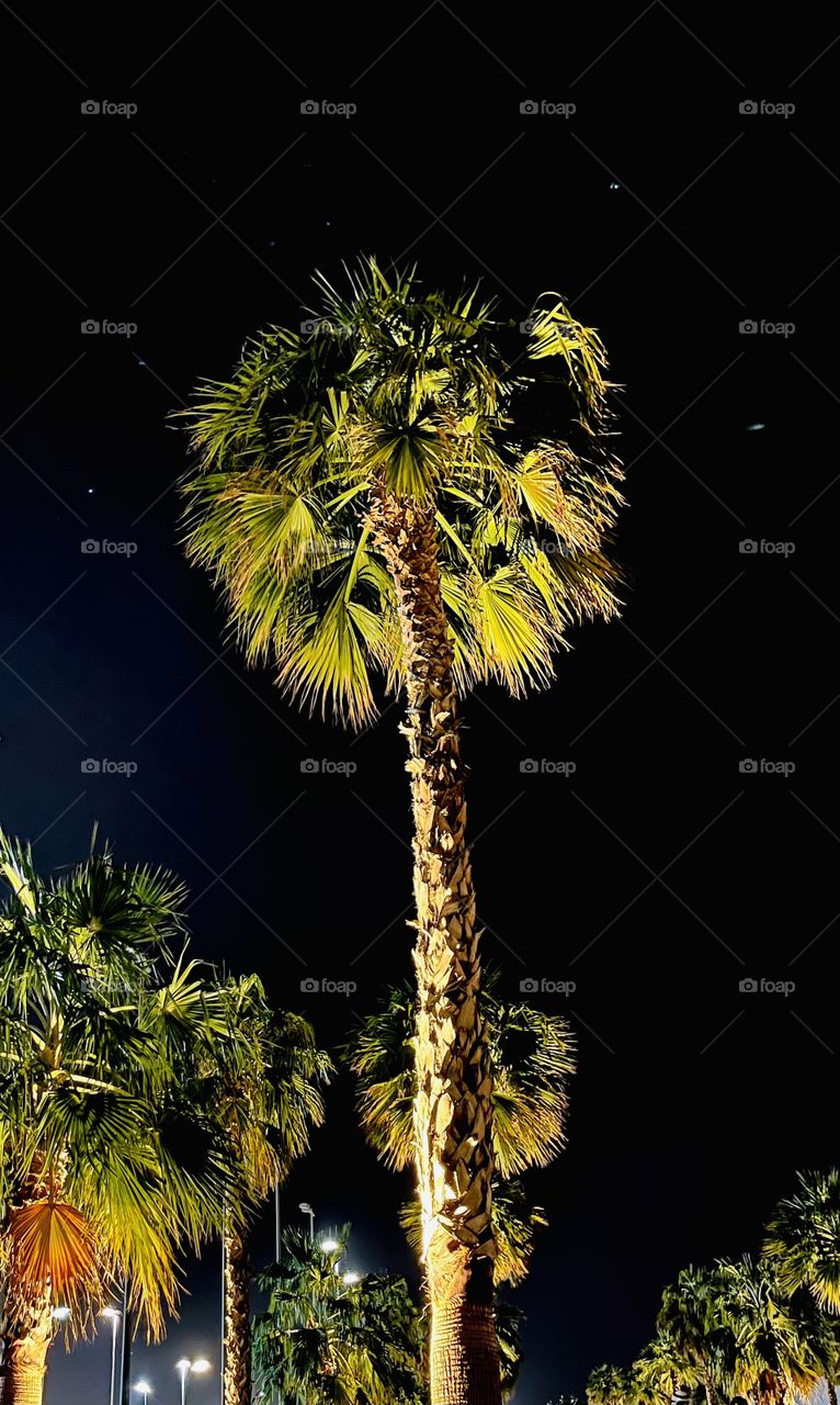 Palm tree in the night