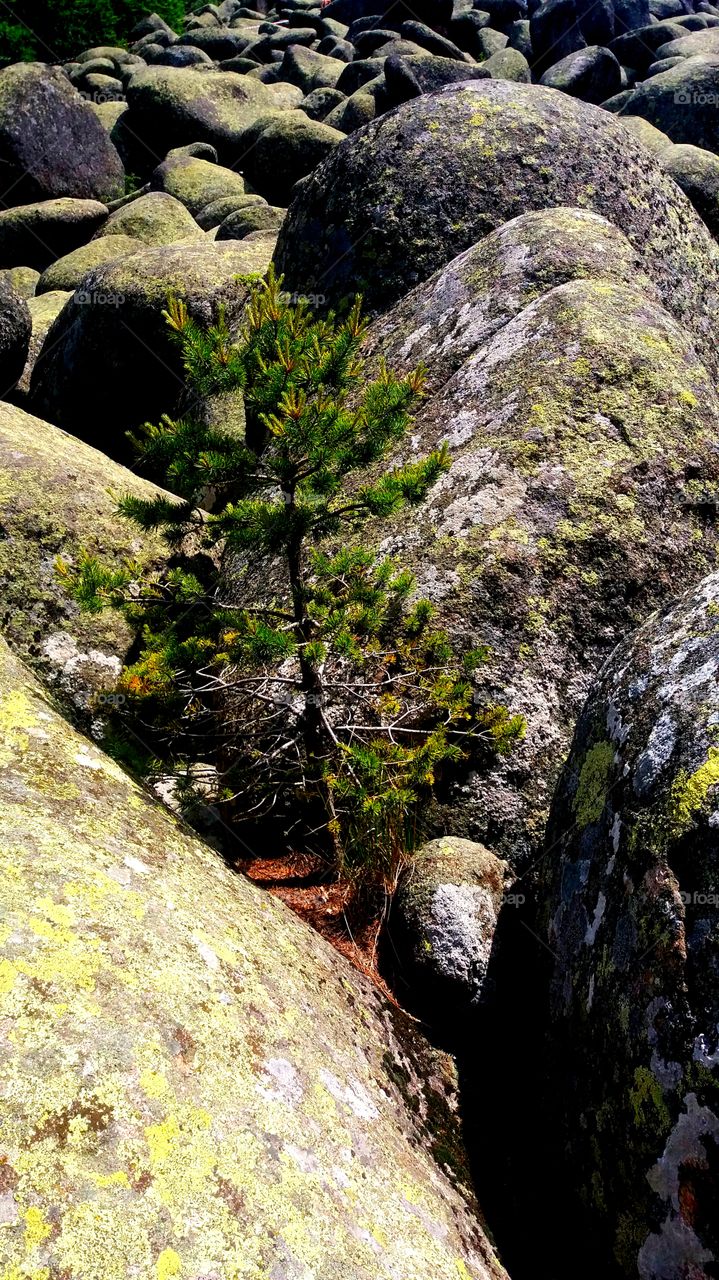 Little tree living on the rocks