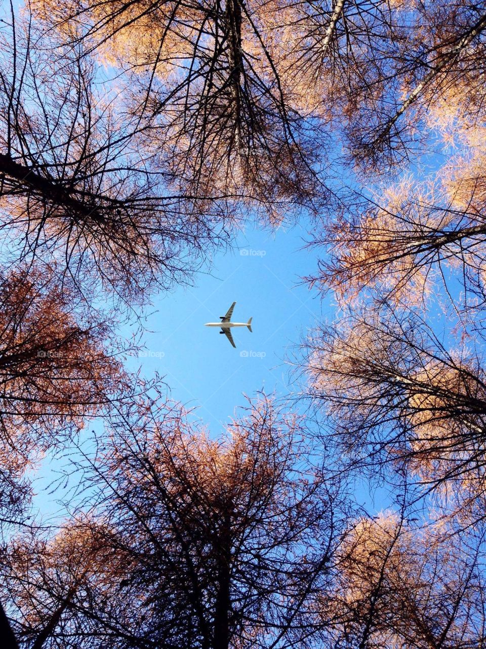 aircraft and woods