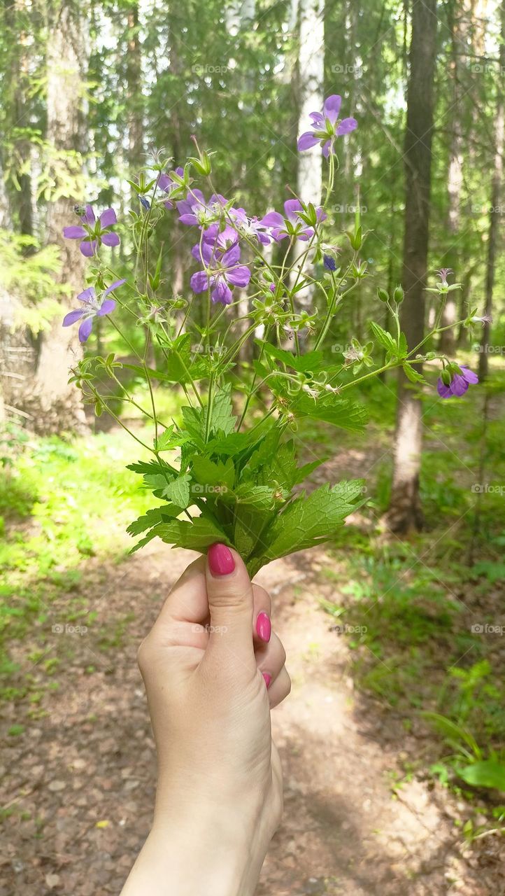 summer, forest, wild flowers, bouquet, female hand, manicure, warm sunny day, trees, green leaves, lilac flowers, June