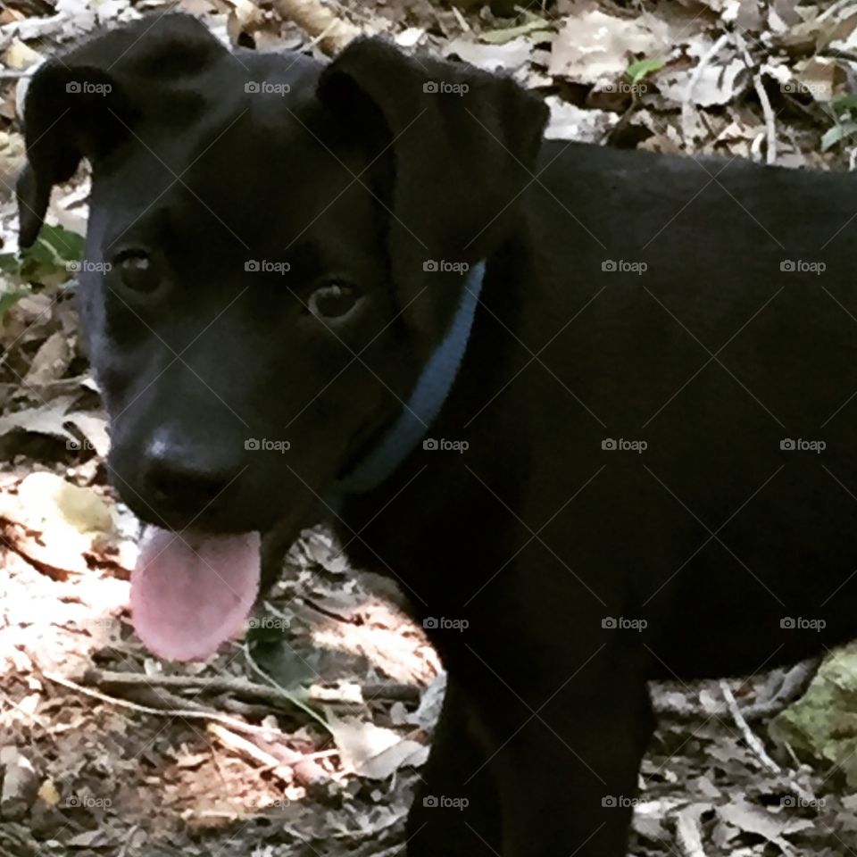Black puppy in the woods on a fall day with a big red tongue