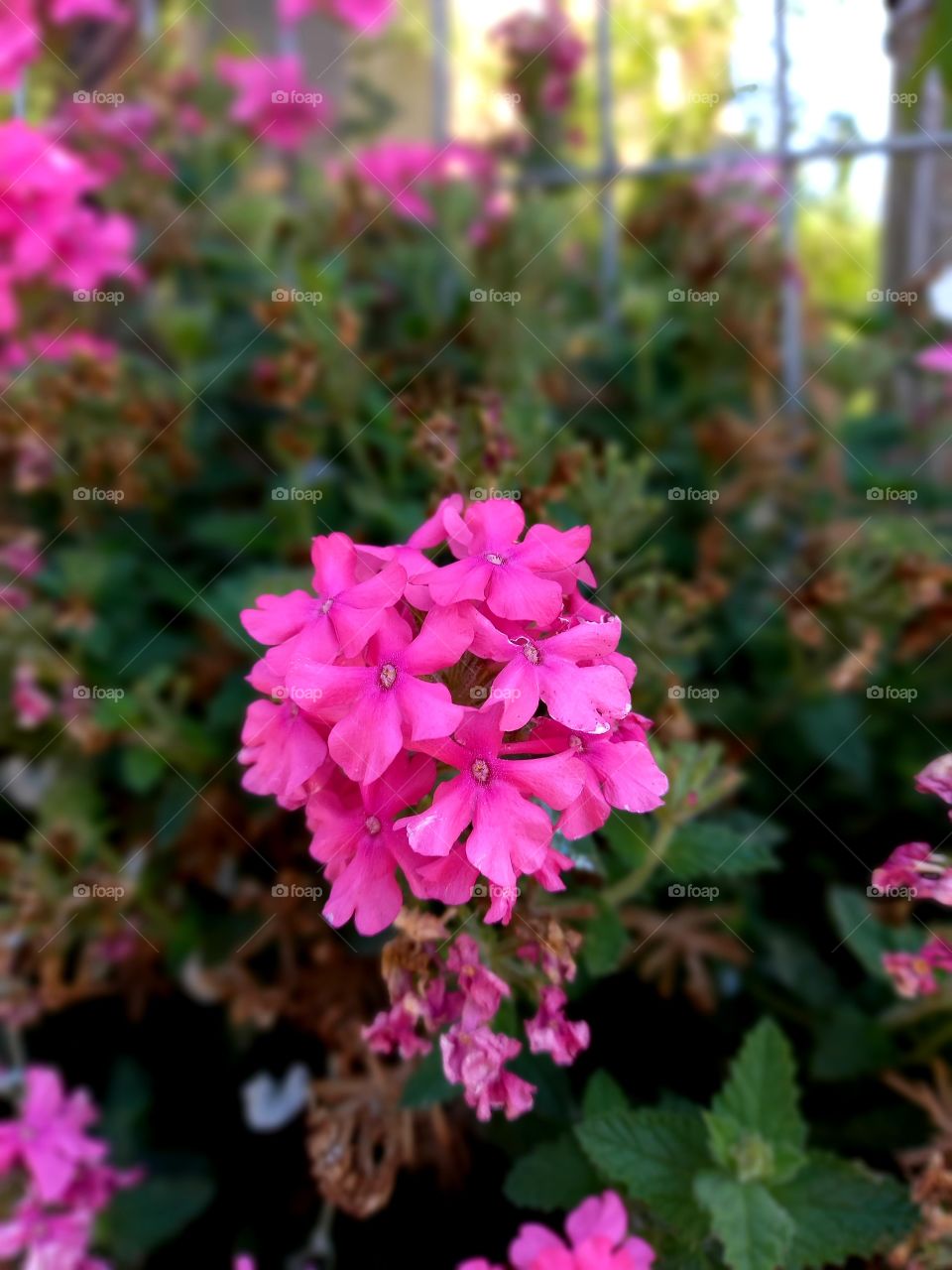 flowers and plants