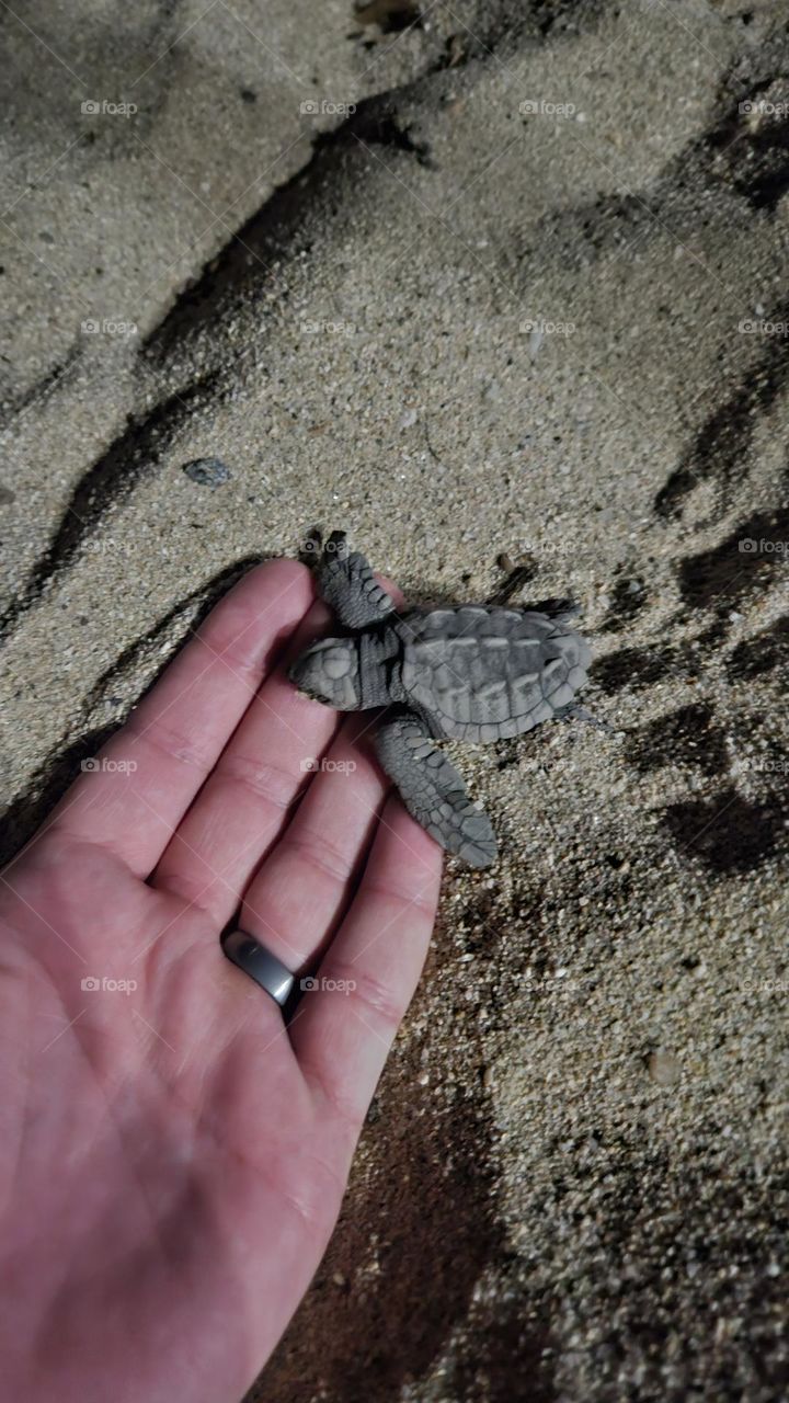baby sea turtle just hatched