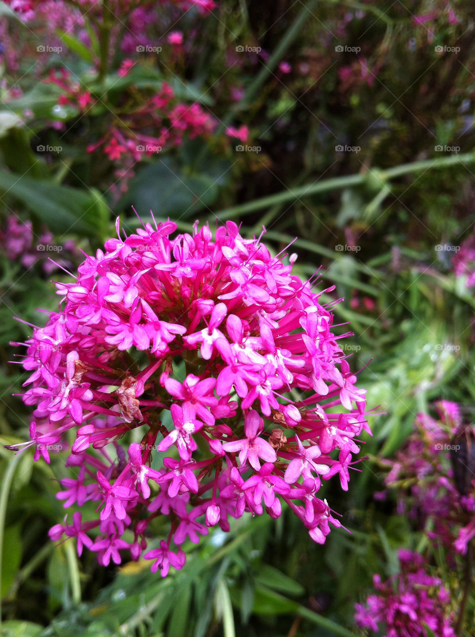 garden pink flower weed by emmam