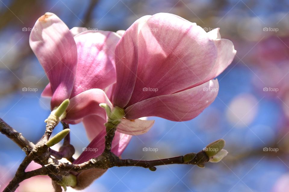 Magnolia blossom against a blue sky