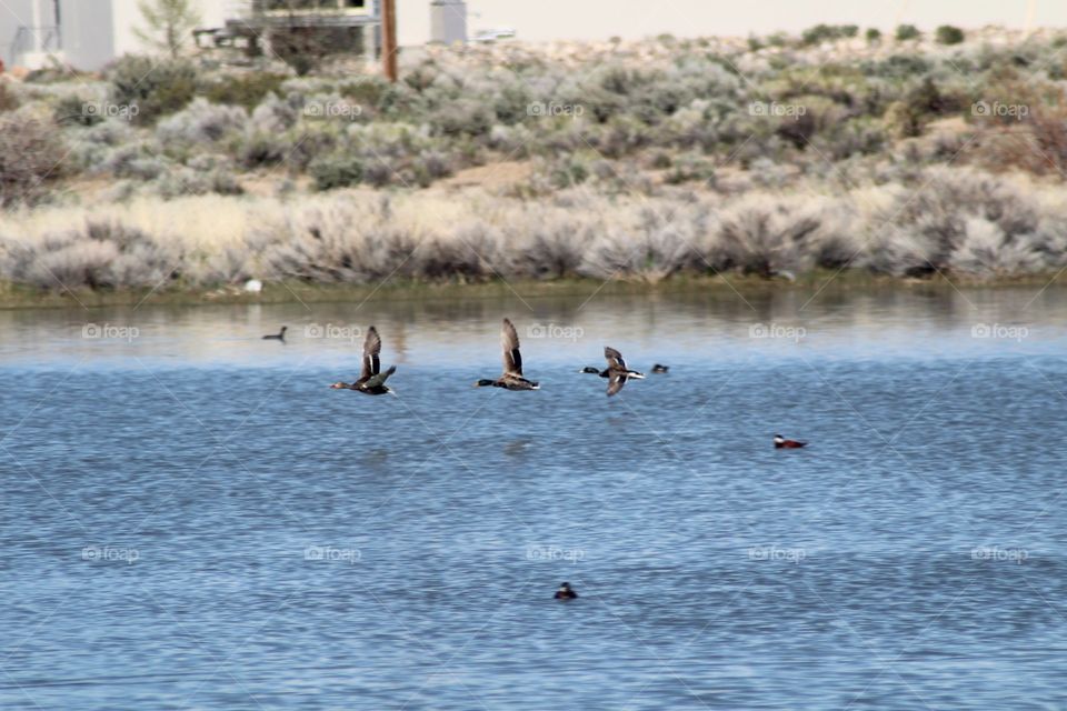 Flying From the Duck Pond.