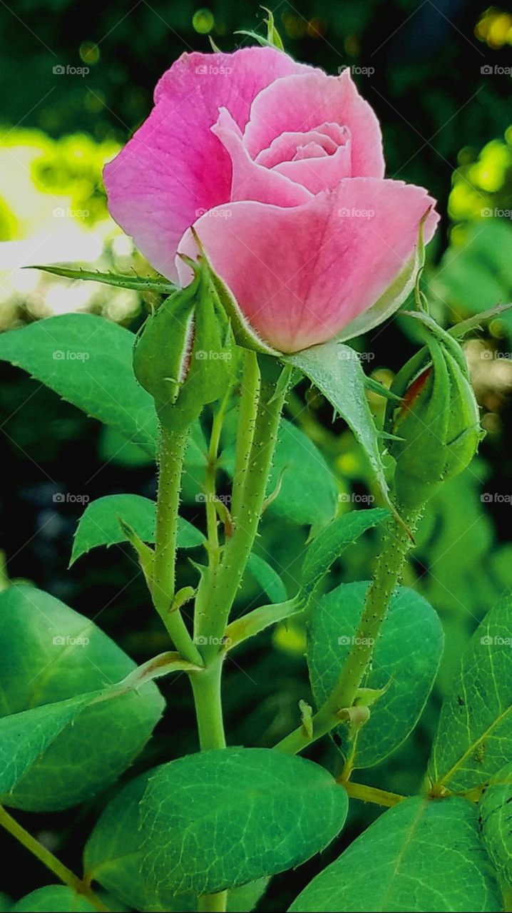 a closeup of a pink rosebud surrounded by other buds which is the last blooming rose of autumn