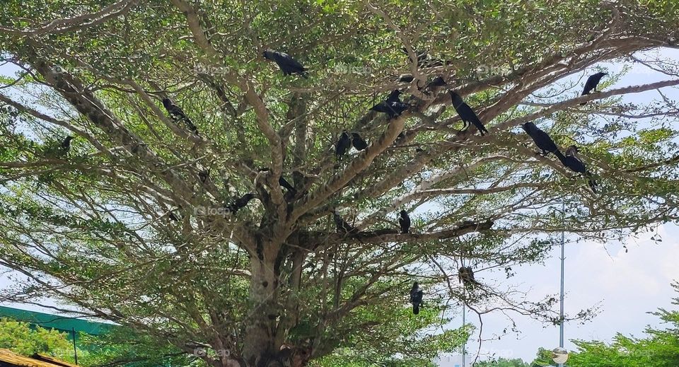 Crows on tree branches waiting for food.