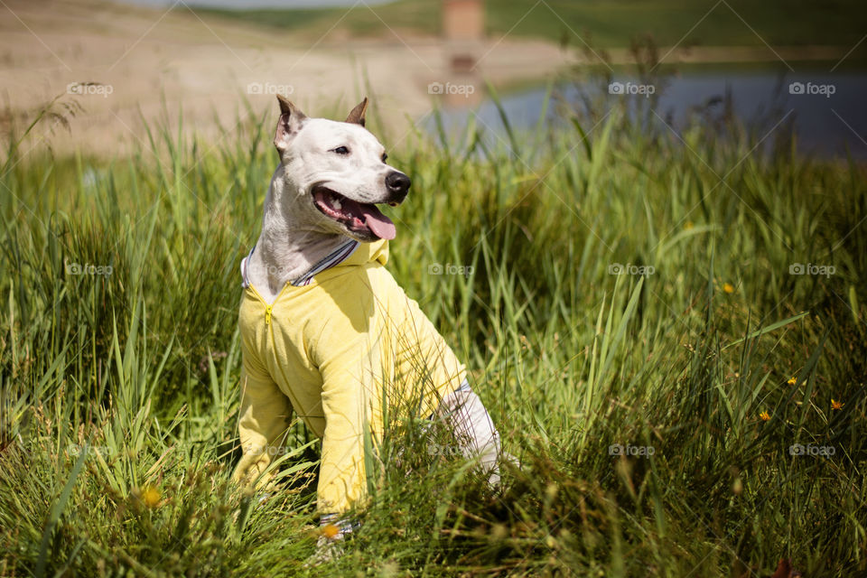 Dog sitting in field