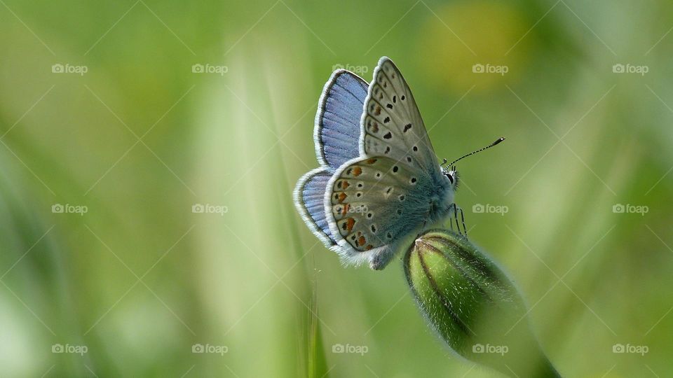 blue butterfly