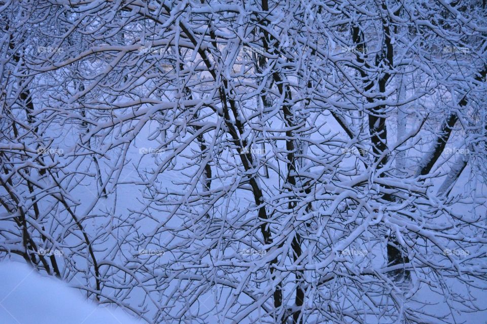 Winter, Frost, Snow, Cold, Frozen