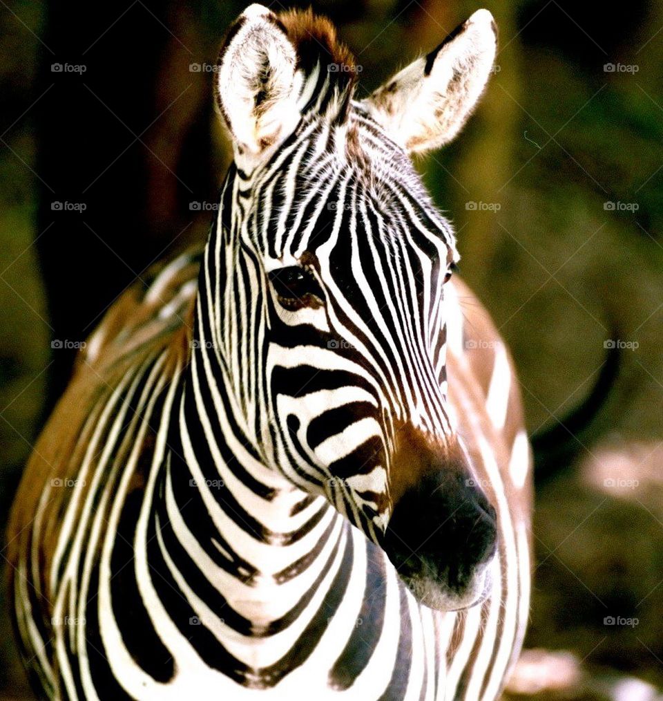 zebra