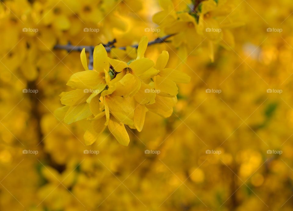 blooming tree yellow flowers spring nature