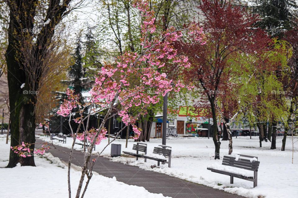 A snowy day at the april