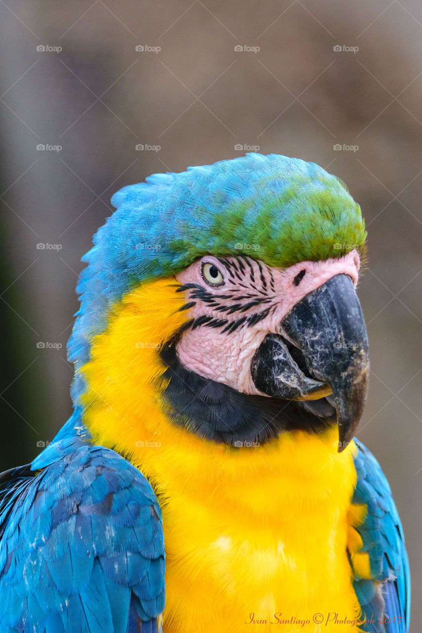 Portrait of macaw parrot