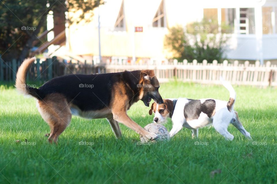 Dogs playing with a football