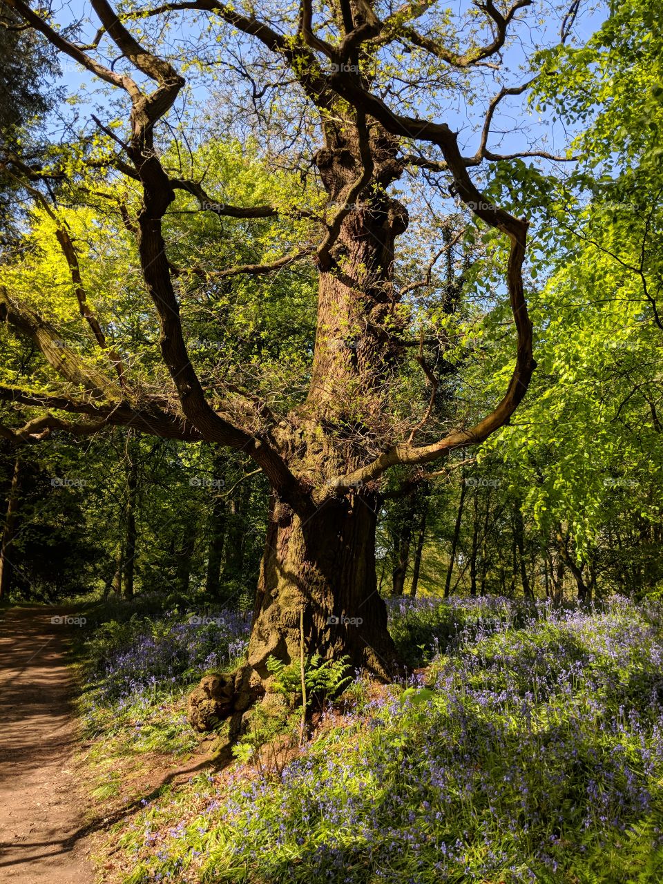 Big tree surrounded by bluebells