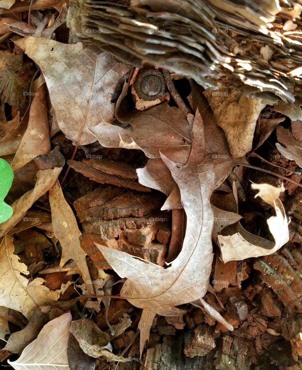 face shouting out... made of leaves